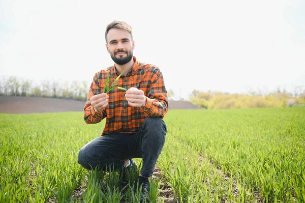 Молодой Фермер Проверяет Качество Ростков Пшеницы Поле Концепция Сельского Хозяйства — стоковое фото