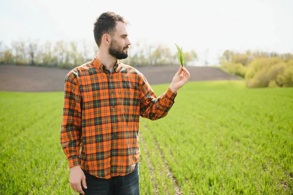 Genç Bir Çiftçi Tarladaki Buğday Filizlerinin Kalitesini Kontrol Eder Tarım — Stok fotoğraf