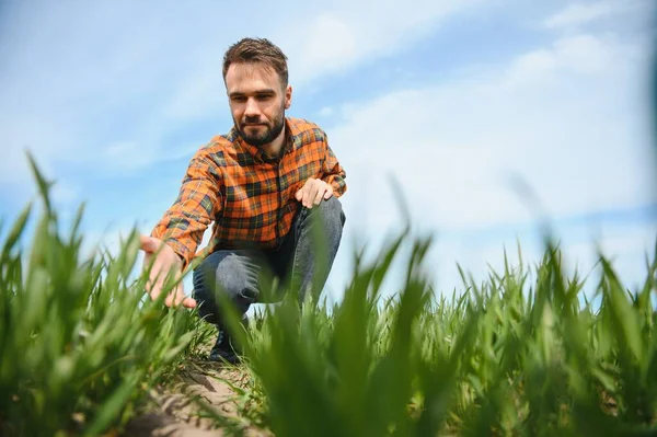 Young Farmer Inspects Quality Wheat Sprouts Field Concept Agriculture — Stock Photo, Image