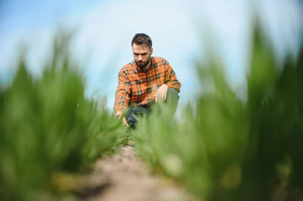 Молодий Фермер Перевіряє Якість Паростків Пшениці Полі Концепція Сільського Господарства — стокове фото