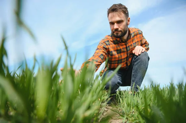 Portrait Farmer Wheat Field Handsome Farmer Agronomist Working Field — Stock Photo, Image