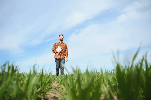 Portrait Farmer Standing Field — Stock Photo, Image