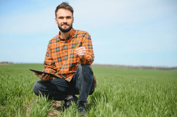Porträt Eines Bauern Weizenfeld Ein Gutaussehender Bauer Oder Agronom Arbeitet — Stockfoto