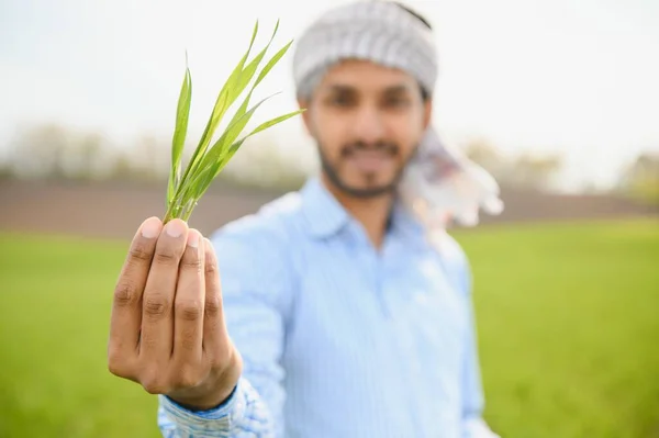 Indyjski Rolnik Posiadający Upraw Roślin Jego Polu Pszenicy — Zdjęcie stockowe