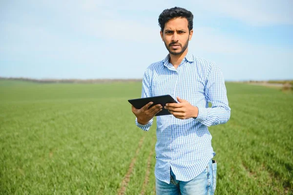 Турбуватися Менше Індійський Фермер Стоїть Своєму Здоровому Пшеничному Полі — стокове фото