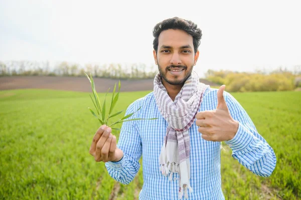 Agriculteur Indien Tenant Plante Cultivée Dans Son Champ Blé — Photo