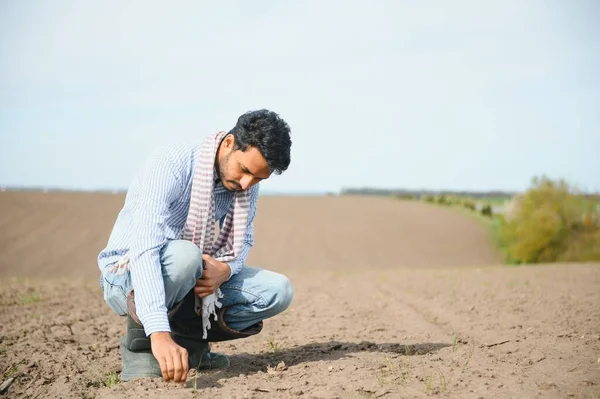 Young Indian Farmer Inspects His Field Sowing — Stock Photo, Image