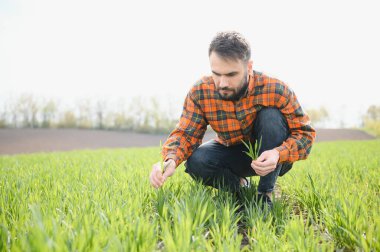 Buğday tarlasında bir erkek tarım uzmanı..