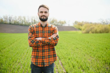 Buğday tarlasında çiftçi portresi. Tarlada yakışıklı bir çiftçi ya da tarımcı çalışıyor..