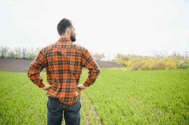 Genç bir çiftçi tarladaki buğday filizlerinin kalitesini kontrol eder. Tarım kavramı.