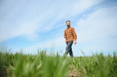Bir çiftçi olarak tarlada ekose gömlek ve kot giymiş, buğday, arpa, çavdar ya da diğer mısır gevreklerinden oluşan taze lahanaları denetliyor ve denetliyor, bir tarım ve tarım kavramı..