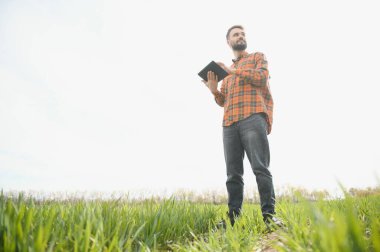Genç bir çiftçi tarladaki buğday filizlerinin kalitesini kontrol eder. Tarım kavramı