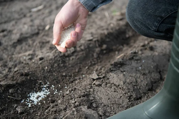 土に種を植え付ける農民の手 — ストック写真
