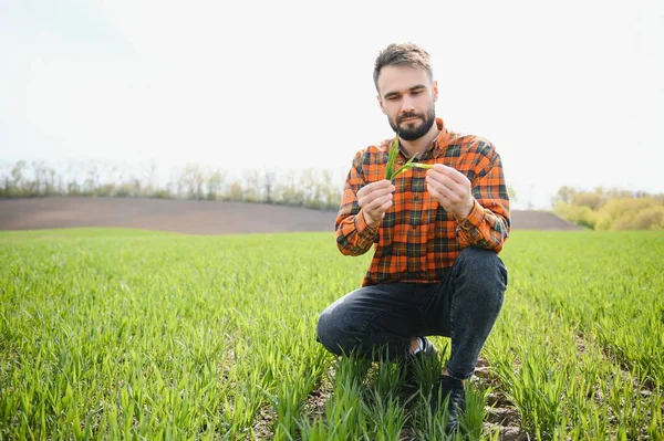Joven Agricultor Inspecciona Calidad Los Brotes Trigo Campo Concepto Agricultura — Foto de Stock