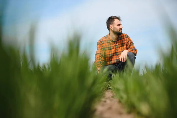 밀밭의 농토에 농학자 — 스톡 사진