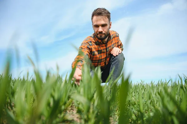 Male Agronomist Green Agricultural Field Wheat — Stock Photo, Image