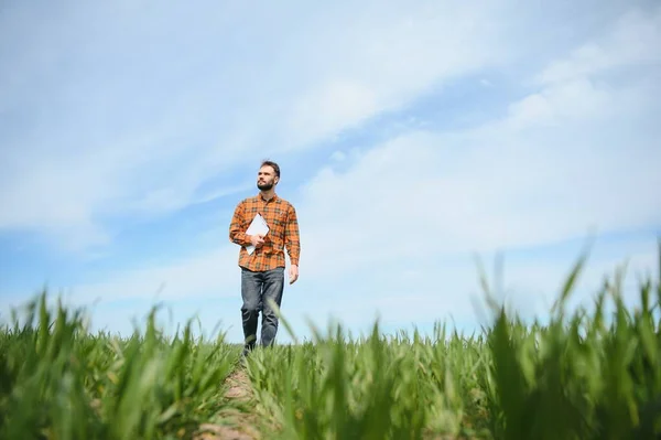 stock image A young farmer inspects the quality of wheat sprouts in the field. The concept of agriculture