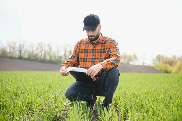 Genç Bir Çiftçi Tarladaki Buğday Filizlerinin Kalitesini Kontrol Eder Tarım — Stok fotoğraf