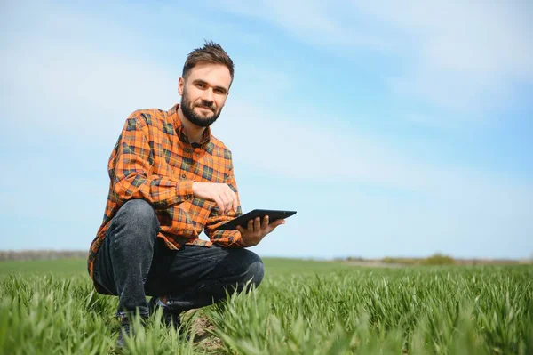 Egy Fiatal Gazda Ellenőrzi Búzacsírák Minőségét Mezőn Mezőgazdaság Fogalma — Stock Fotó