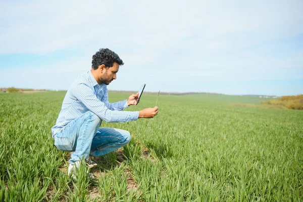 Indický Farmář Drží Plodinu Jeho Pšeničné Pole — Stock fotografie