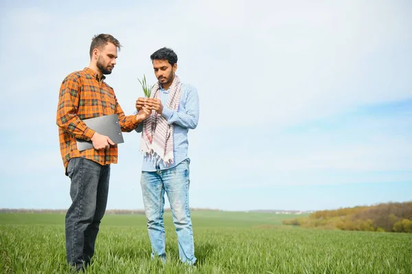 Два Індіанських Фермери Стоять Полі Рільництва — стокове фото