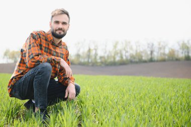 Genç bir çiftçi tarladaki buğday filizlerinin kalitesini kontrol eder. Tarım kavramı