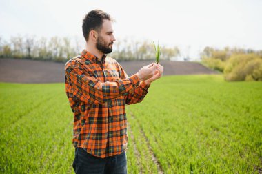 Genç bir çiftçi tarladaki buğday filizlerinin kalitesini kontrol eder. Tarım kavramı.