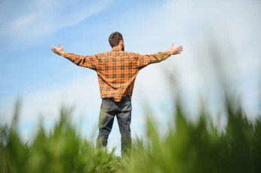 Buğday tarlasında çiftçi portresi. Tarlada yakışıklı bir çiftçi ya da tarımcı çalışıyor..