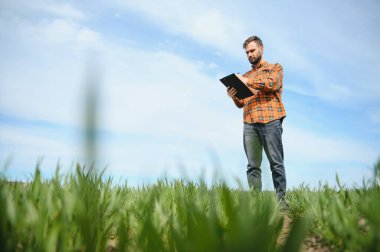Genç bir çiftçi tarladaki buğday filizlerinin kalitesini kontrol eder. Tarım kavramı