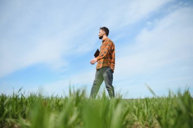 Genç bir çiftçi tarladaki buğday filizlerinin kalitesini kontrol eder. Tarım kavramı