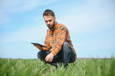 Genç bir çiftçi tarladaki buğday filizlerinin kalitesini kontrol eder. Tarım kavramı