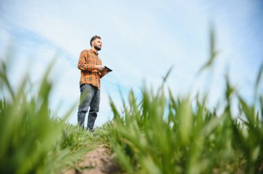 Bir çiftçi olarak tarlada ekose gömlek ve kot giymiş, buğday, arpa, çavdar ya da diğer mısır gevreklerinden oluşan taze lahanaları denetliyor ve denetliyor, bir tarım ve tarım kavramı..