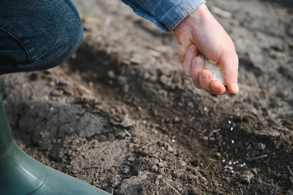 Χέρι Του Αγρότη Φυτεύοντας Σπόρους Στο Χώμα — Φωτογραφία Αρχείου