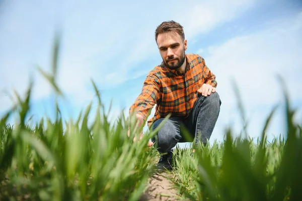 Young Farmer Inspects Quality Wheat Sprouts Field Concept Agriculture — Stock Photo, Image