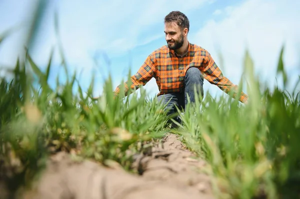 Male Agronomist Green Agricultural Field Wheat — Stock Photo, Image