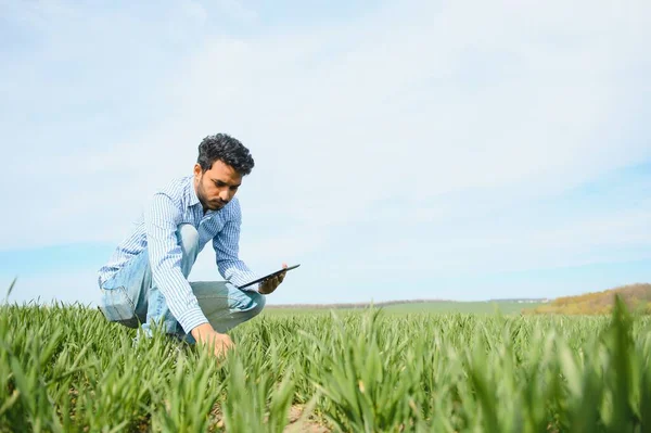 インドの農夫彼の麦畑で作物を保持 — ストック写真