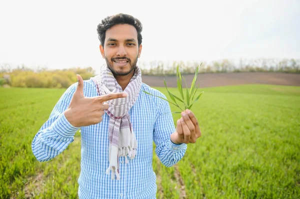 Méně Starostí Indiánský Farmář Stojící Svém Poli Zdravé Pšenice — Stock fotografie