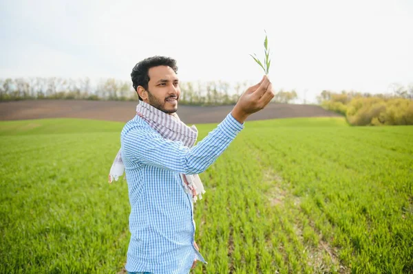 Agricultor Indiano Segurando Planta Lavoura Seu Campo Trigo — Fotografia de Stock