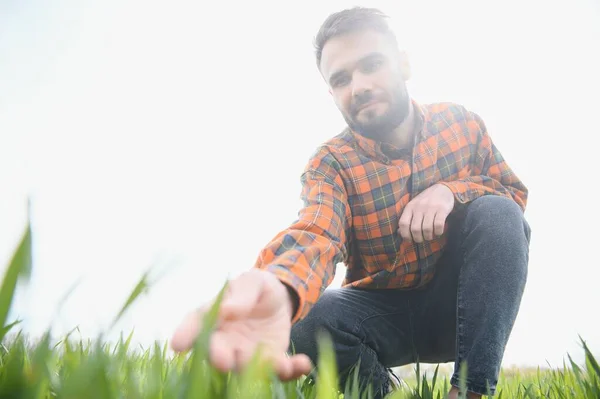 Jovem Agricultor Inspeciona Qualidade Dos Brotos Trigo Campo Conceito Agricultura — Fotografia de Stock