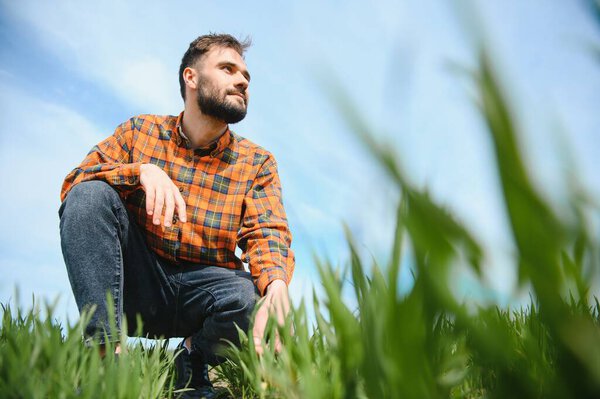 агроном на зеленом сельскохозяйственном поле из пшеницы.