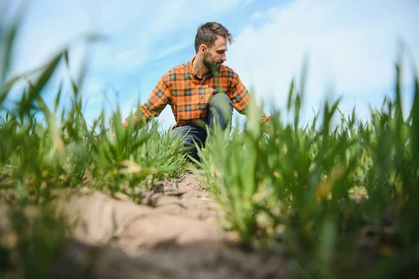Молодий Фермер Перевіряє Якість Паростків Пшениці Полі Концепція Сільського Господарства — стокове фото