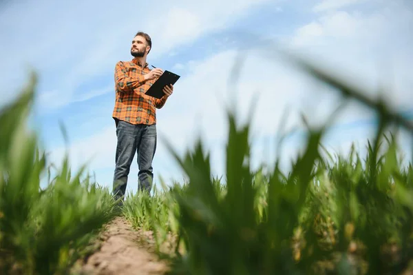 Muž Jako Zemědělec Procházející Poli Oblečený Kostkované Košili Džínách Kontroluje — Stock fotografie