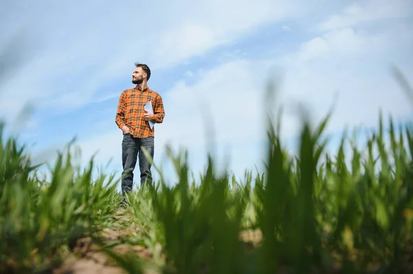 Man Farmer Walking Field Dressed Plaid Shirt Jeans Checks Inspects — Stock Photo, Image