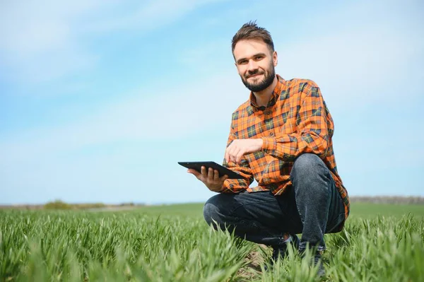 Buğday Tarlasında Bir Erkek Tarım Uzmanı — Stok fotoğraf