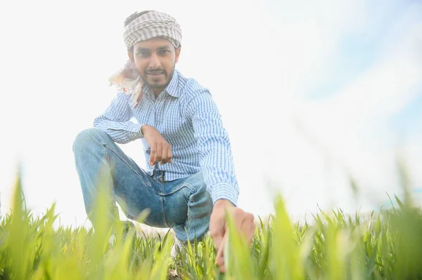 Asian Farmer Stands Rice Field — Stock Photo, Image