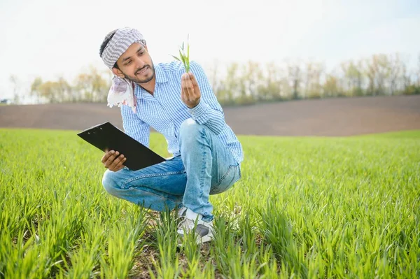 Retrato Jovem Agricultor Indiano Vestindo Vestido Formal Campo Arroz Verde — Fotografia de Stock