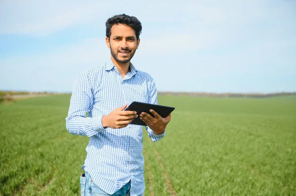 Indický Farmář Svém Pšeničném Poli — Stock fotografie