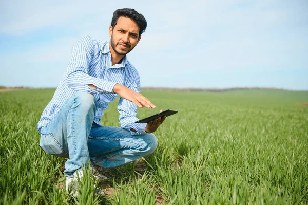 Portrét Mladého Indického Farmáře Formálních Šatech Zeleném Políčku — Stock fotografie