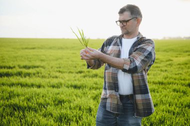 Genç bir çiftçi tarladaki buğday filizlerinin kalitesini kontrol eder. Tarım kavramı