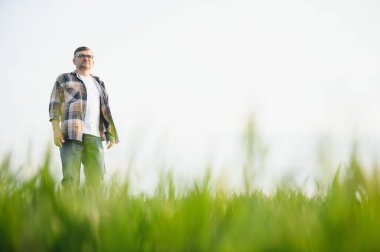 Yeşil buğday tarlasında duran kıdemli çiftçinin portresi